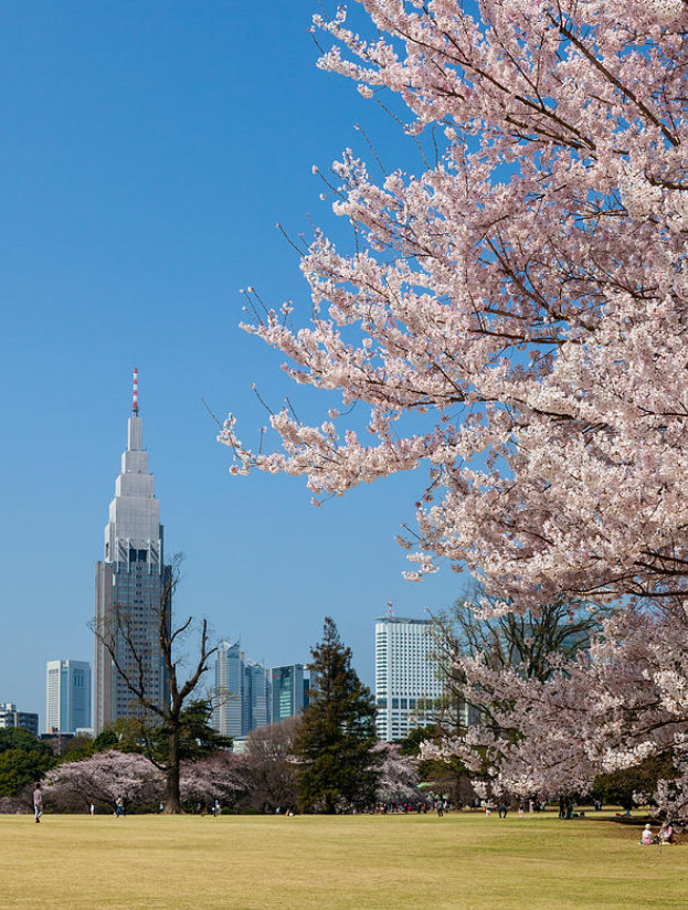 Discover Tokyo’s Most Breathtaking Cherry Blossom Viewing Spots