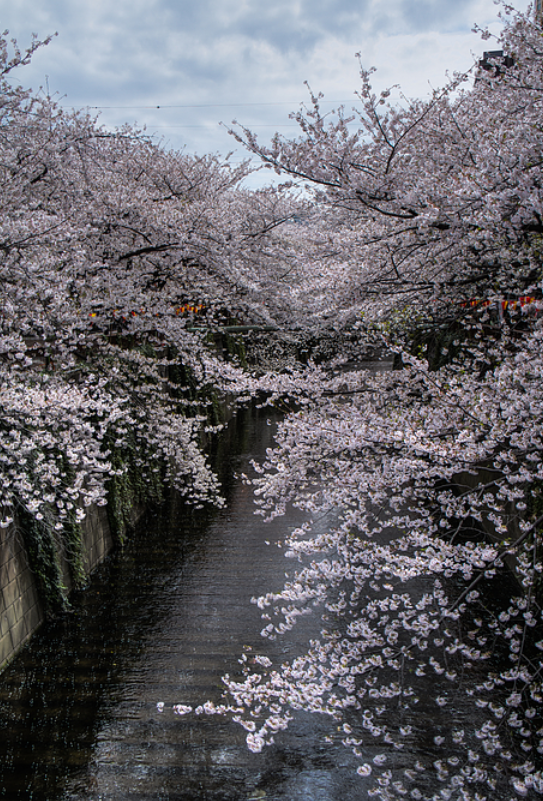 Discover Tokyo’s Most Breathtaking Cherry Blossom Viewing Spots