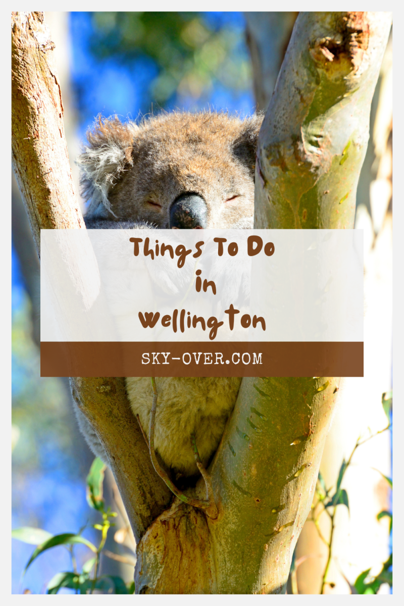 Things To Do In Wellington, New Zealand