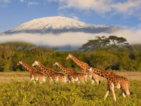 Best Time to Visit Tanzania